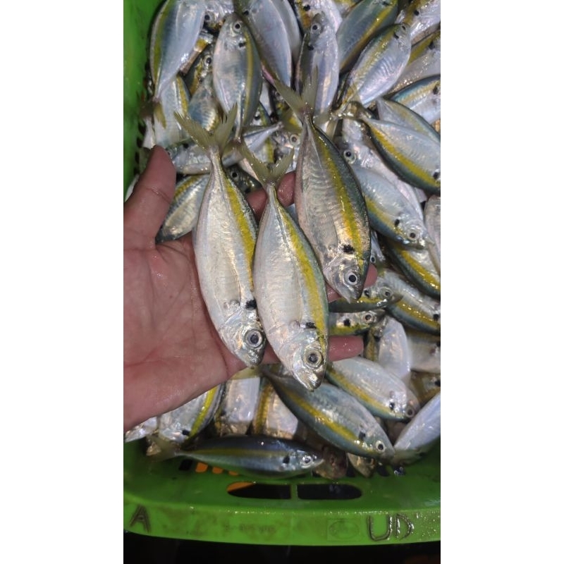 

ikan selar bgs baru kmasan 500gram