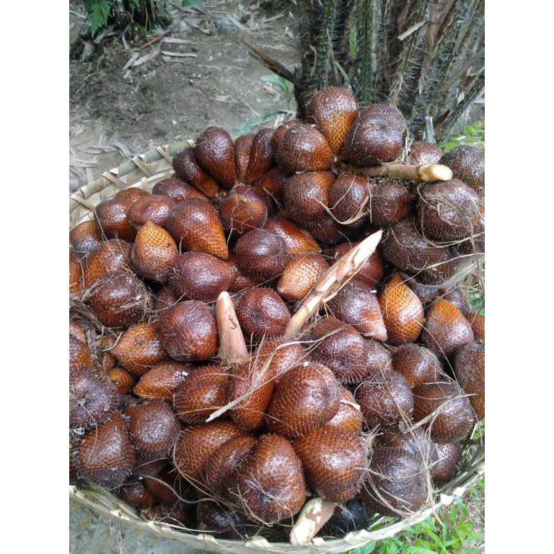 

salak pondoh super