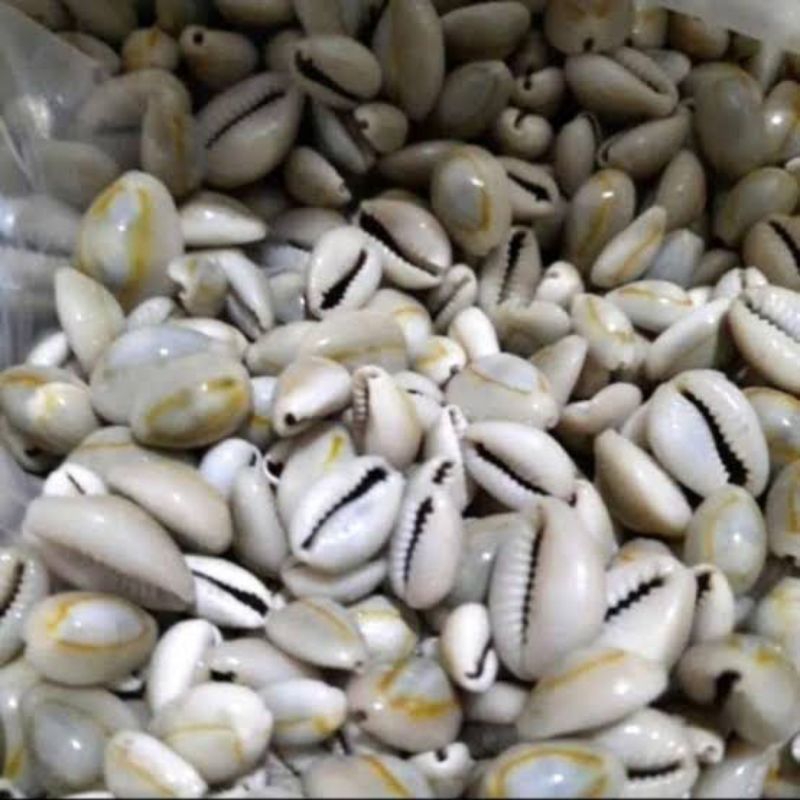 Kerang Kuwuk biji congklak kerang asli isi 100 biji