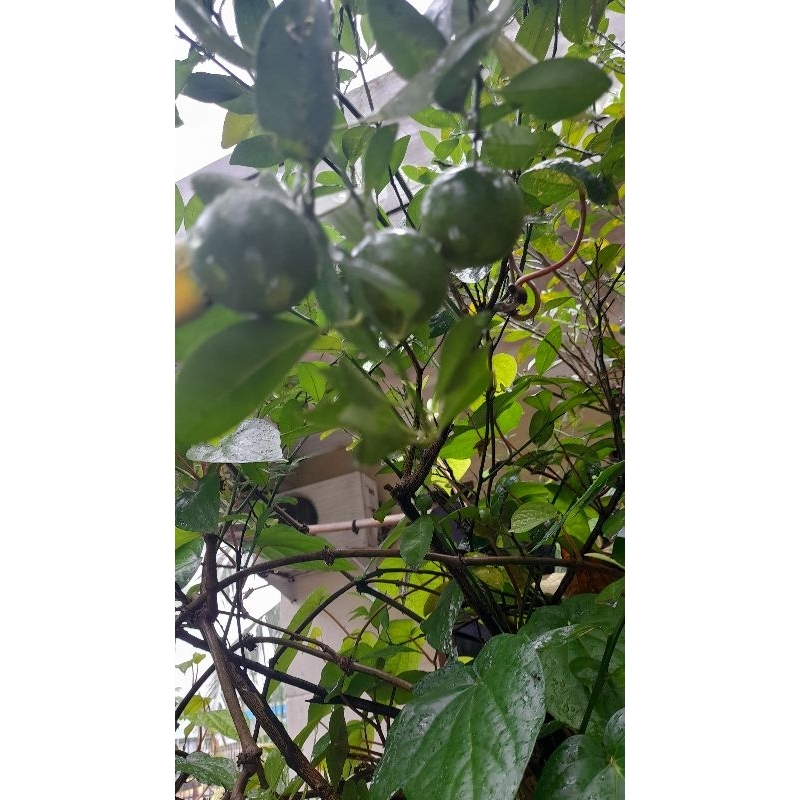 

JERUK KATSURI | JERUK KANCING