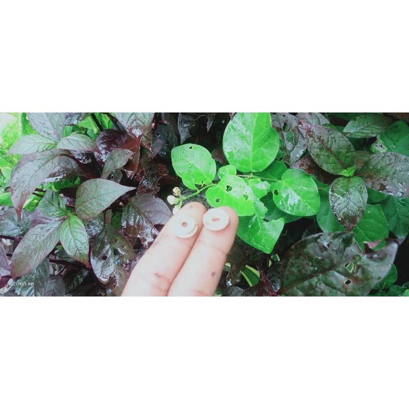 MUR HELM HONDA TRX/NSX JADUL LAWASAN ORI