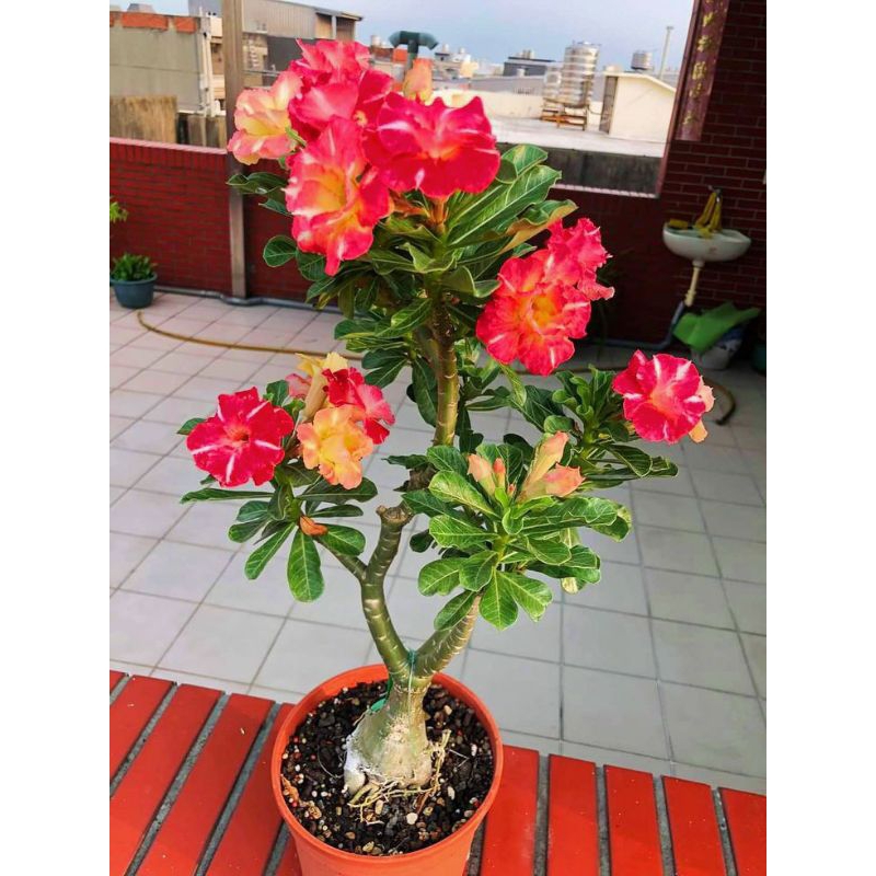 benih bunga kamboja adenium tanaman hidup kemboja adenium bunga tumpuk hidup taman