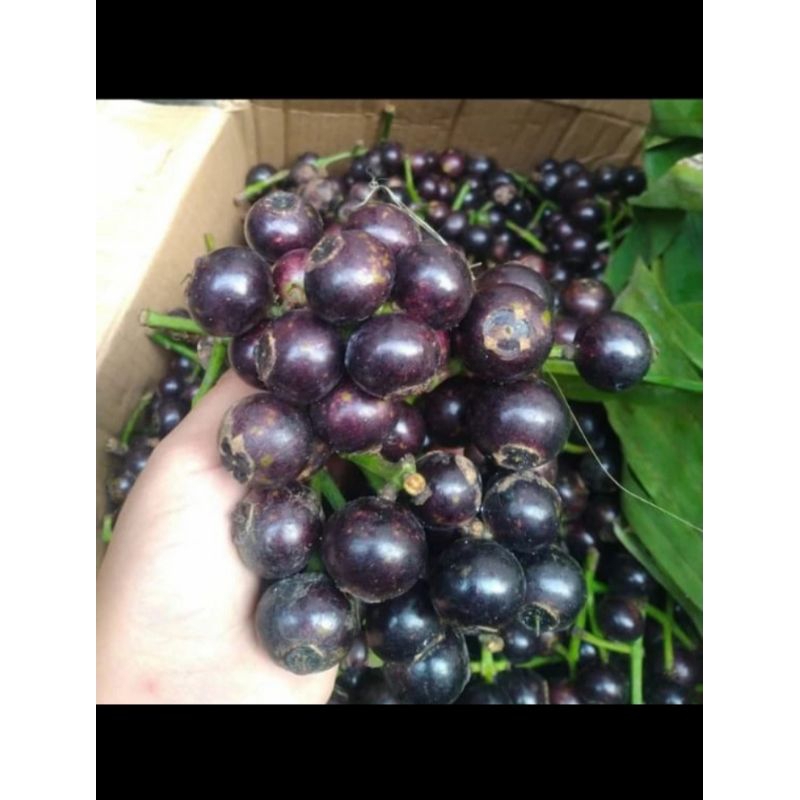 

Buah Gowok/Kupa mateng asem ngidam 1 kg