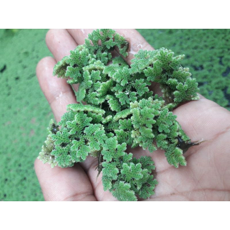 Azolla SUPERR ||☆|| LASEM ||☆|| untuk bibit atau pakan campuran ayam,bebek,entok,kelinci,jangkrik,ik