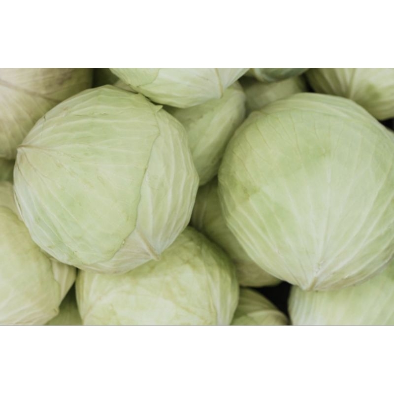 

kol segar fresh 1kg