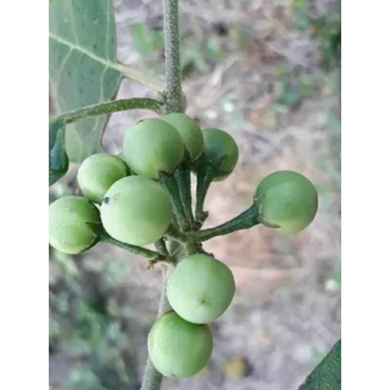 

terong cempokak / pokak 100g