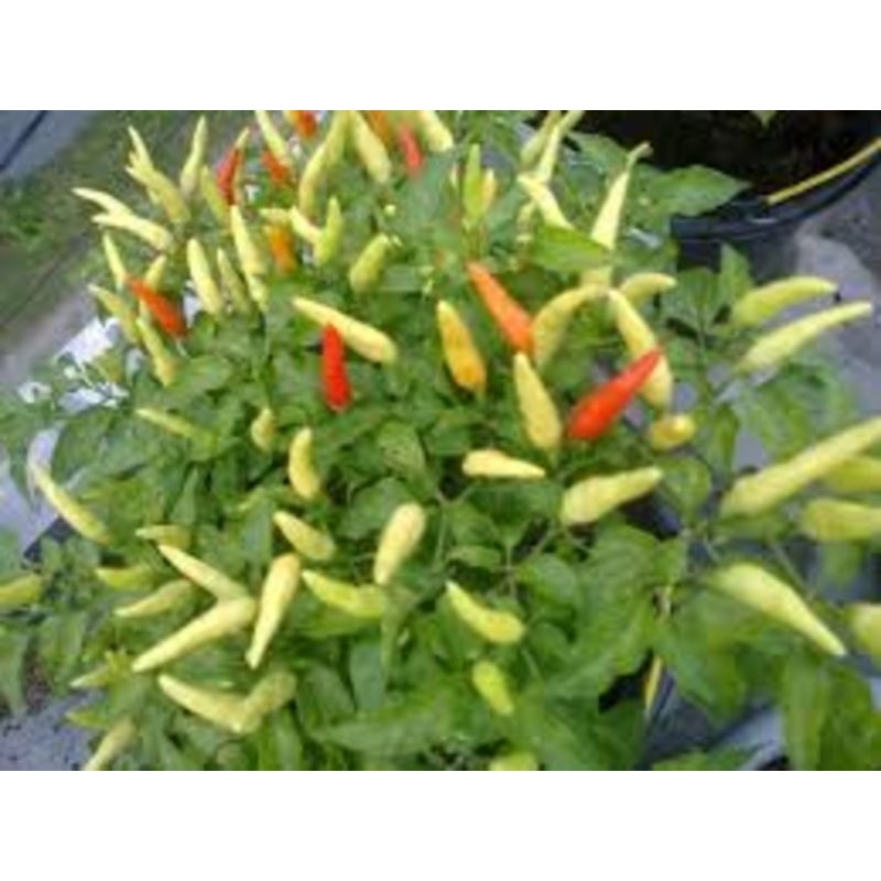 50 Biji - Benih Bibit Cabe Rawit Setan / Benih Bibit  Cabe Rawit Putih Merunduk KRESNA / Benih Bibit