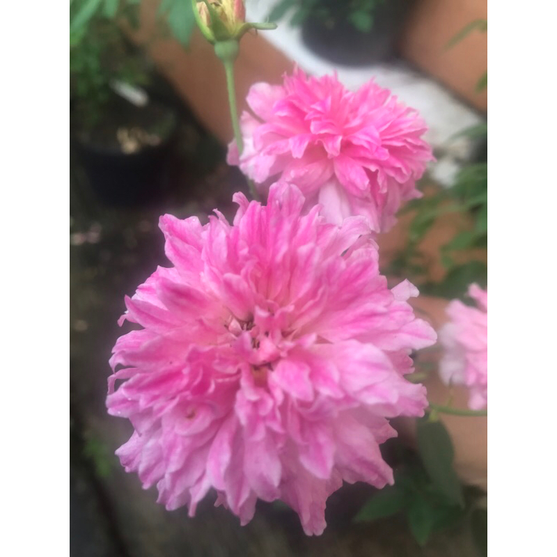 old rose ,mawar pink pet ownroot