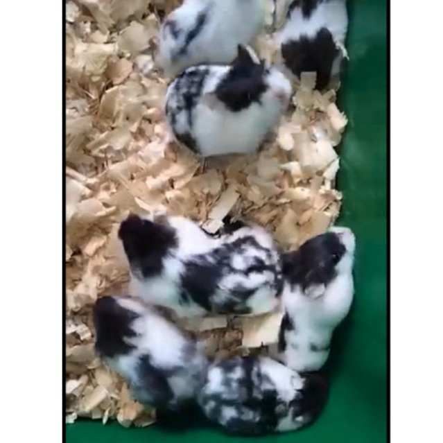 Hamster Cambel Lucu Surabaya