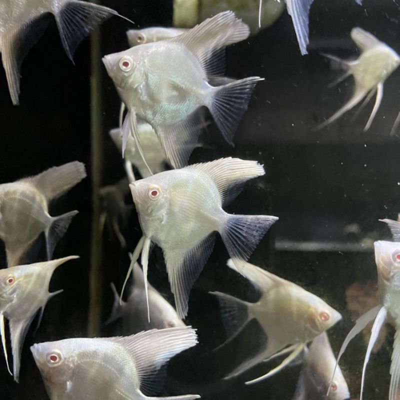 MANFISH / ANGELFISH ALBINO