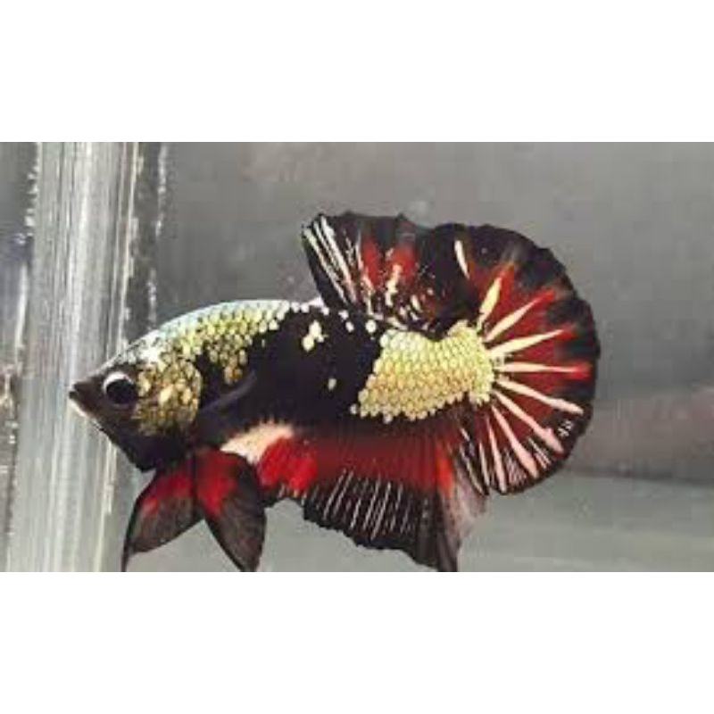 Avatar Gold Copper