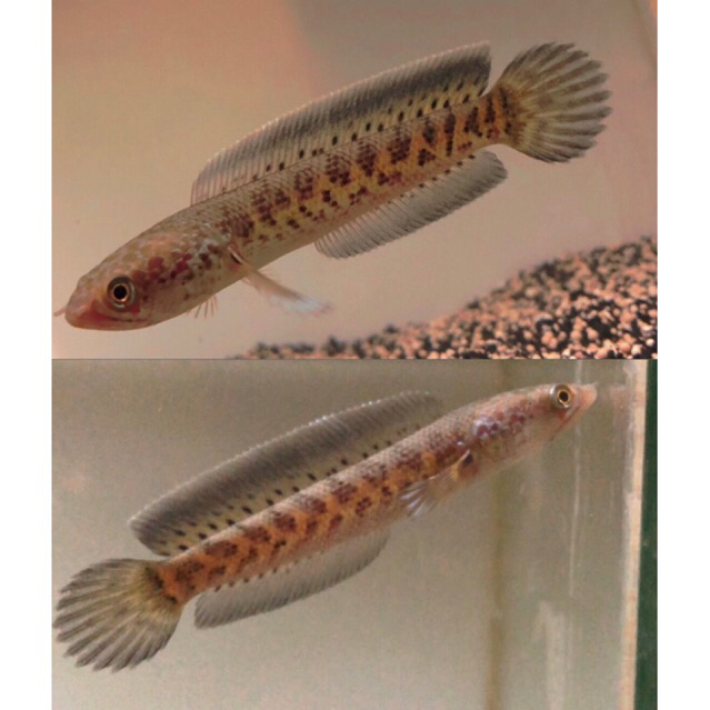 auranti cb 4cm per ( 6 EKOR ) harga murah auranti dorpol