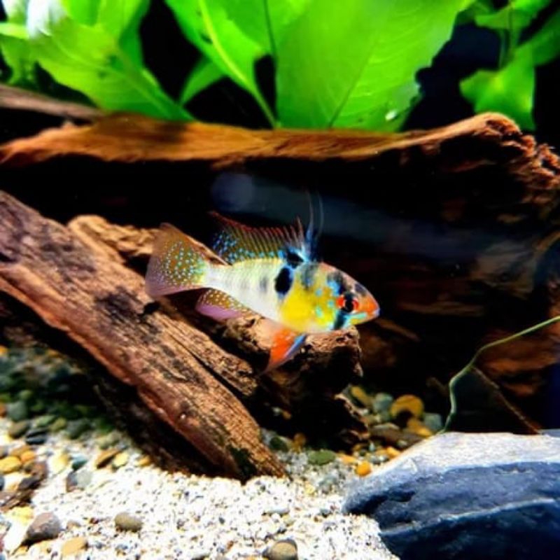RAMIREZI GERMAN BLUE -+ 2cm