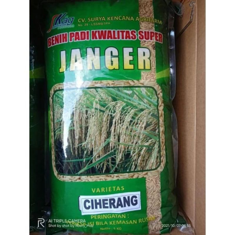BENIH PADI CIHERANG 01,BIBIT PADI CIHERANG,kemasan 1kg