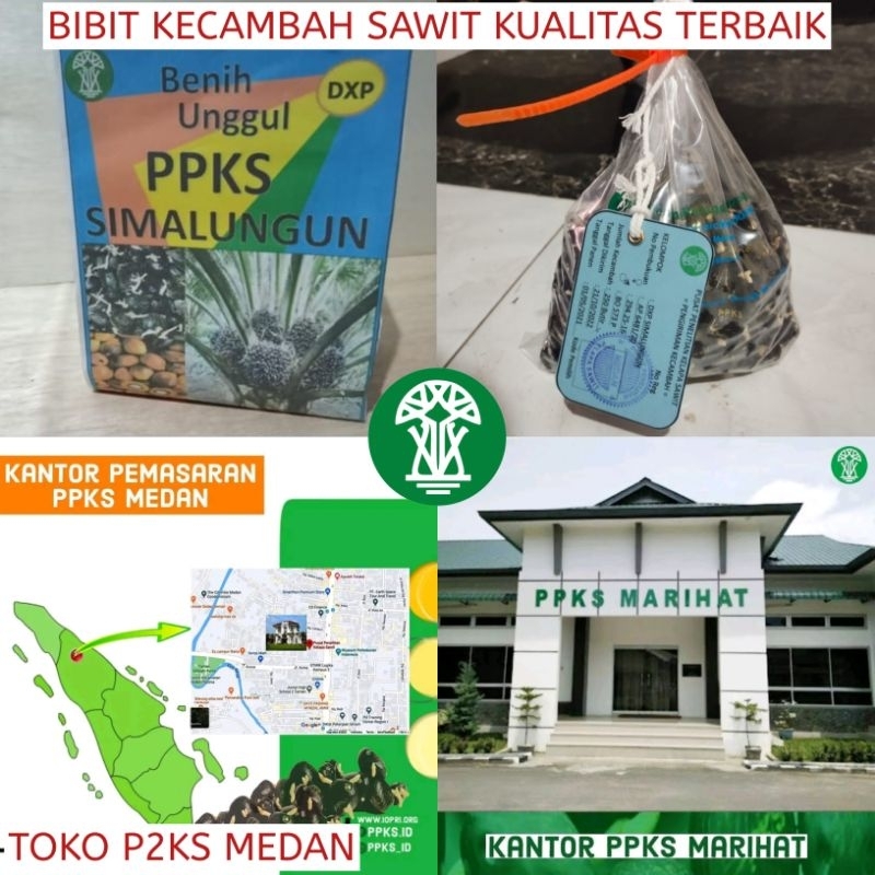 DXP PPKS SIMALUNGUN UNGGUL BIBIT KECAMBAH SAWIT KUALITAS UNGGULAN NOMOR SATU