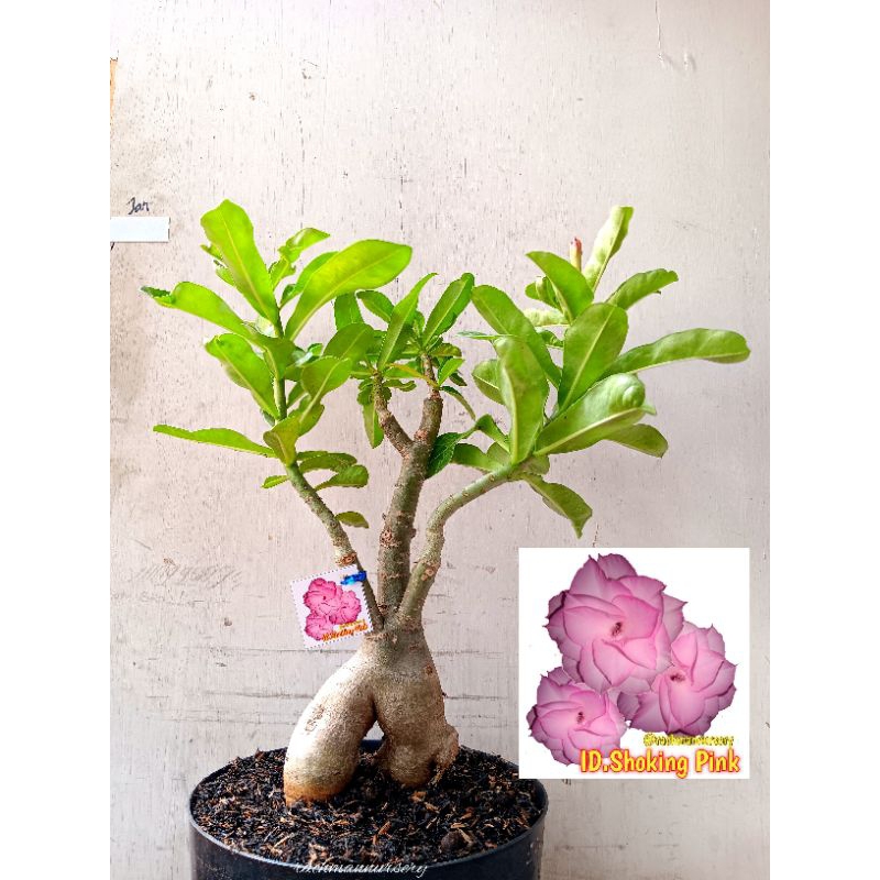 Adenium Bunga Tumpuk Size A+