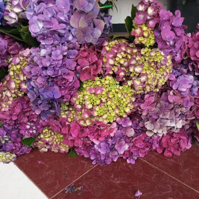 bunga potong hortensia import/holand per tangkai