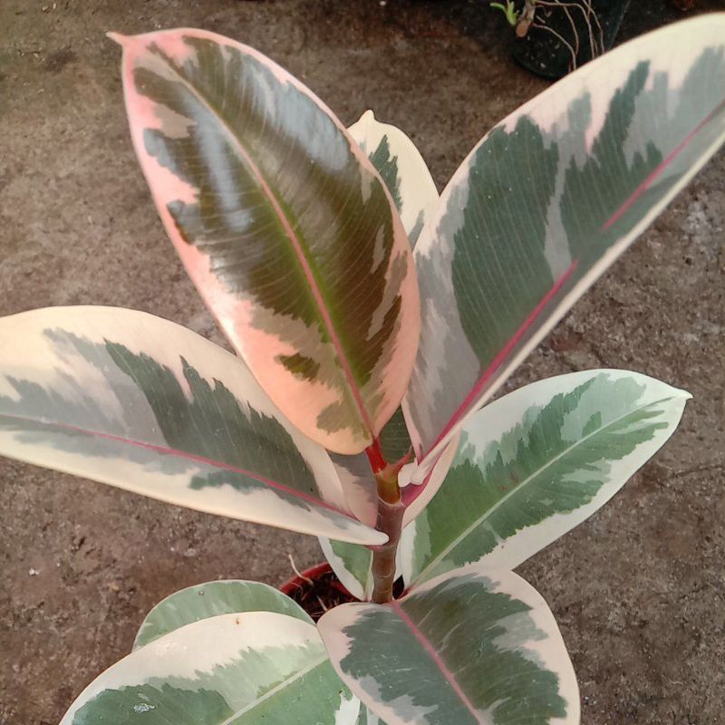 tanaman ficus ruby atau karet kebo ruby
