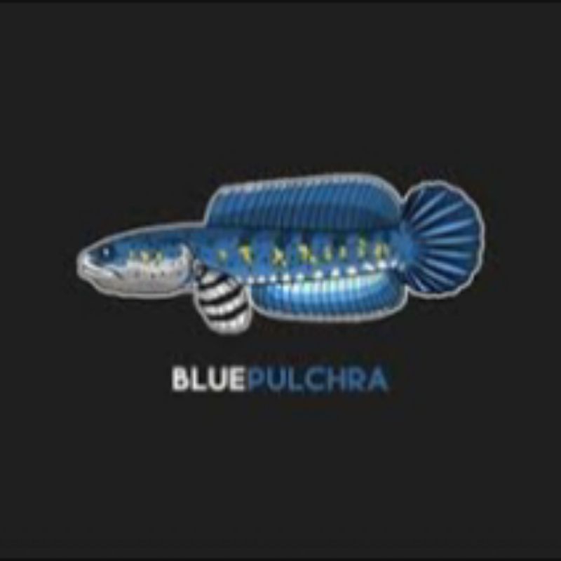 blue pulchra