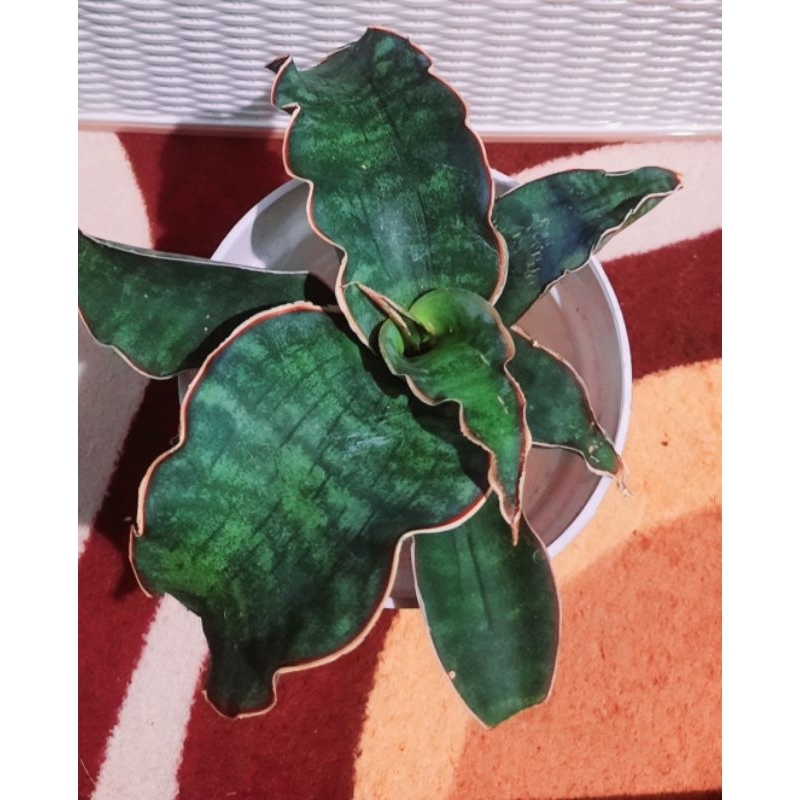 Sansevieria Dragon silver