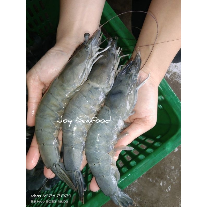 

Udang Vannamei sz 15 Jumbo
