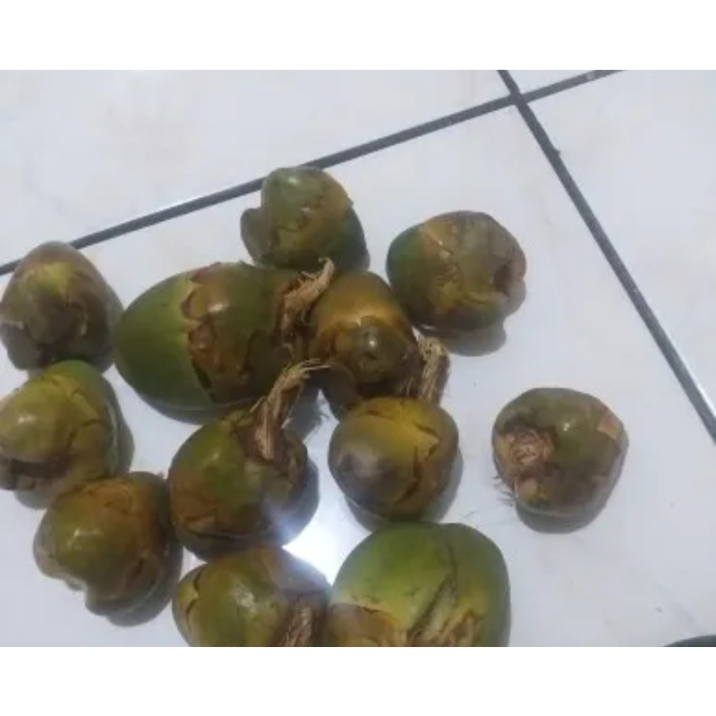 

bluluk kelapa I