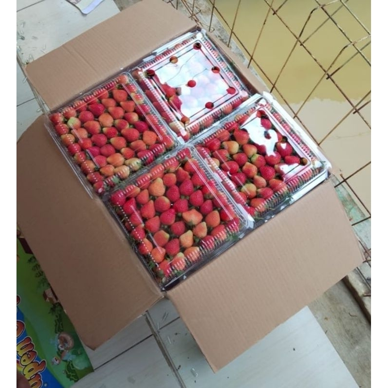 

strawberry termurah dan fresh 1 kg