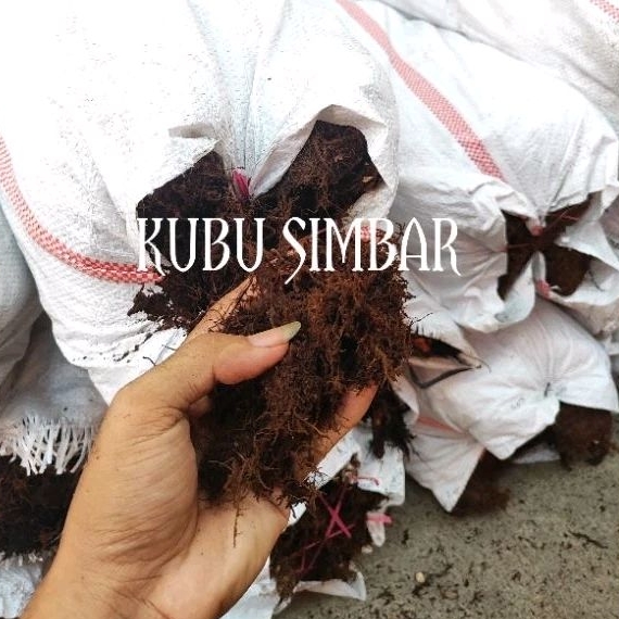 MOS HITAM AKAR KADAKA MEDIA PLATYCERIUM/ SIMBAR KUALITAS MOS SUPER LEMBUT