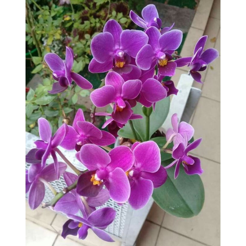 Anggrek Dendrobium Capung Jawa Putih Dewasa