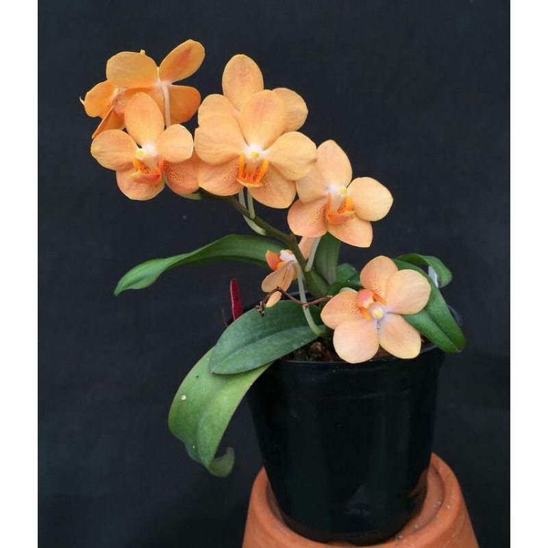 Anggrek dendrobium melintir Den Singo Edan dewasa