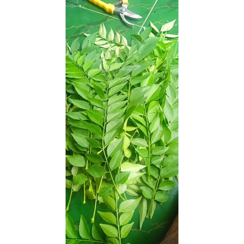 

Daun korokeling / kari segar