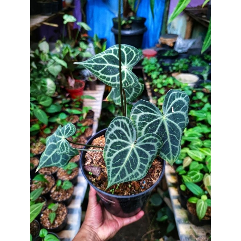 Anthurium King of Clarinervium x Queens of Clarinervium