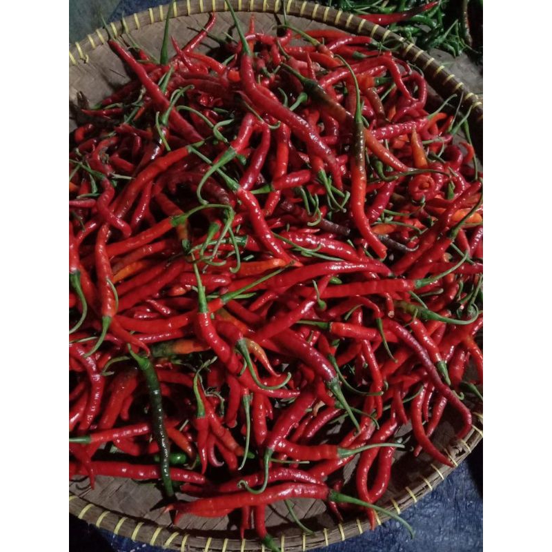 

cabe kriting merah
