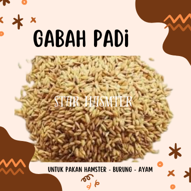 Gabah - biji gabah campuran pakan hamster - pakan hamster gabah - gabah padi