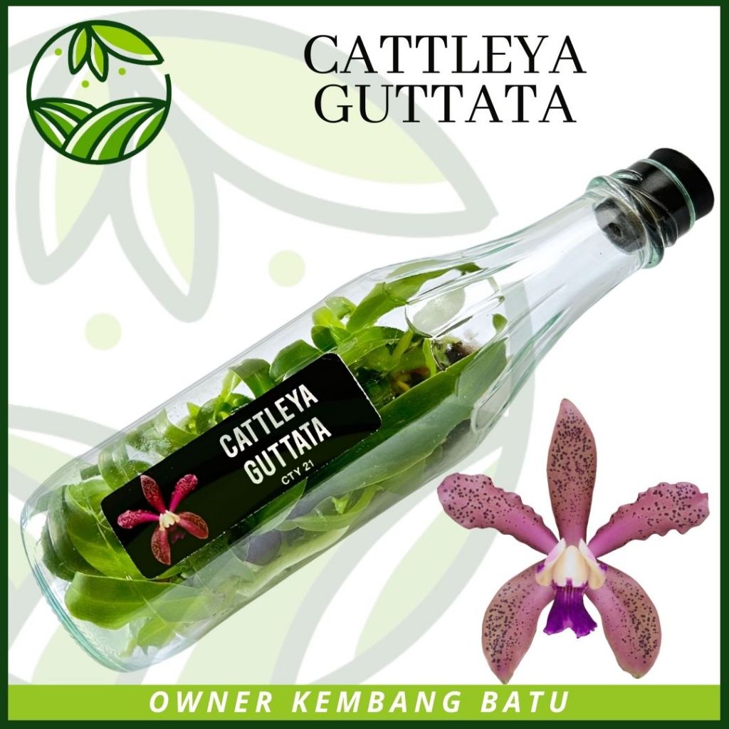 Bibit Anggrek Cattleya Botolan GUTTATA Bunga Totol Besar Wangi Langka
