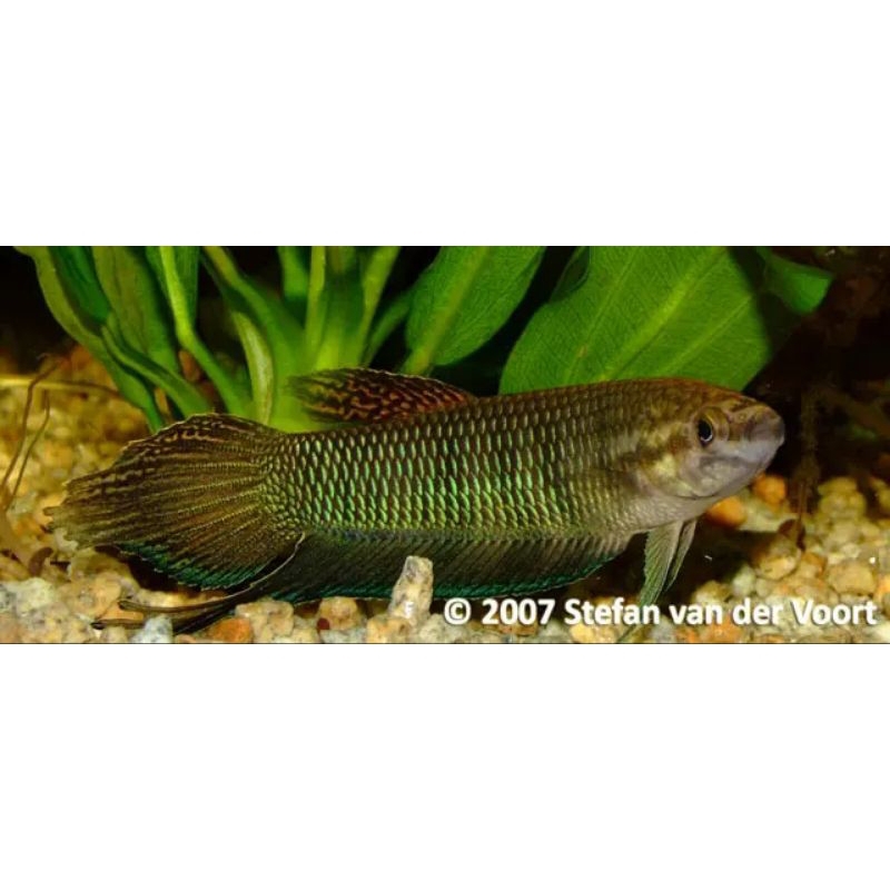 wild Betta simorum 10 cm qualitas