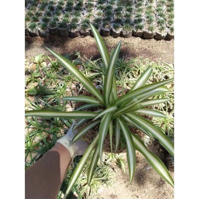 spider plant/es lilin