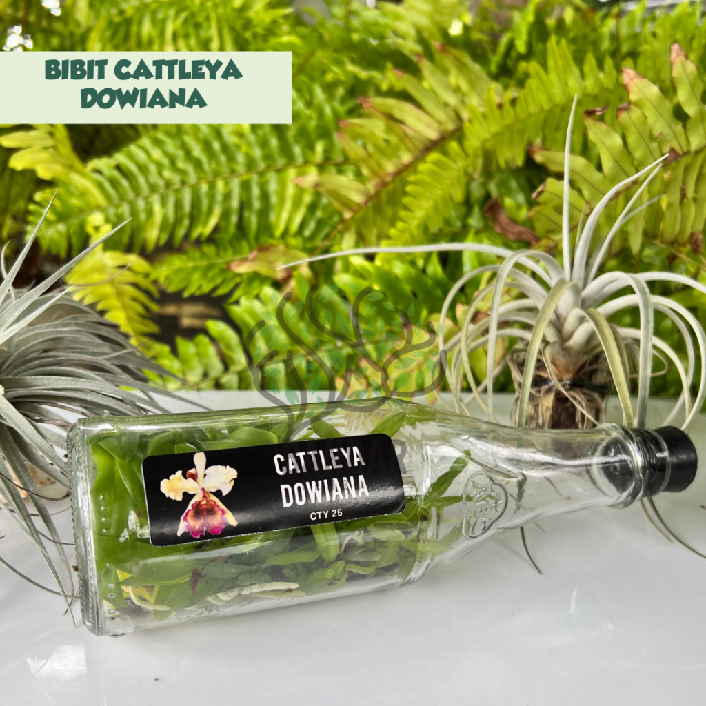 Bibit Botolan Anggrek Cattleya Dowiana Bunga Jumbo Wangi Anggrek Koleksi