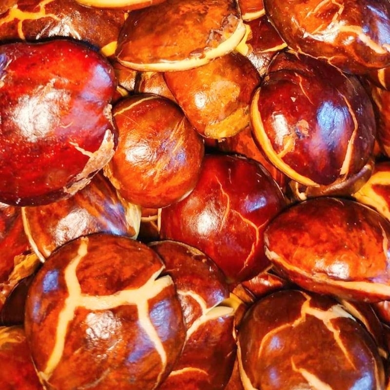 

jengkol tua tua mentah 1 kg