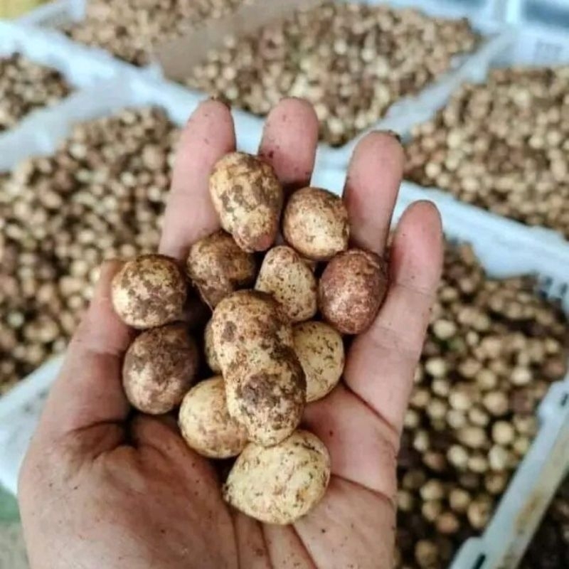 1 Kg Kacang Polong Fresh Mentah