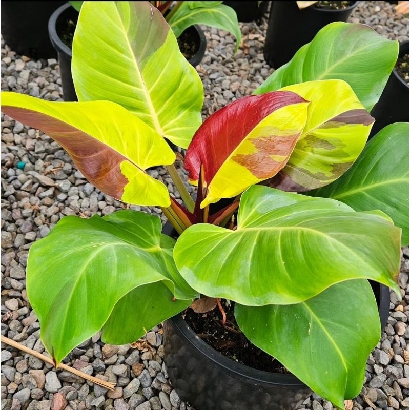 Philodendron Red Moon-Tanaman Hias Philodendron Red Moon Remaja 4-6 Daun