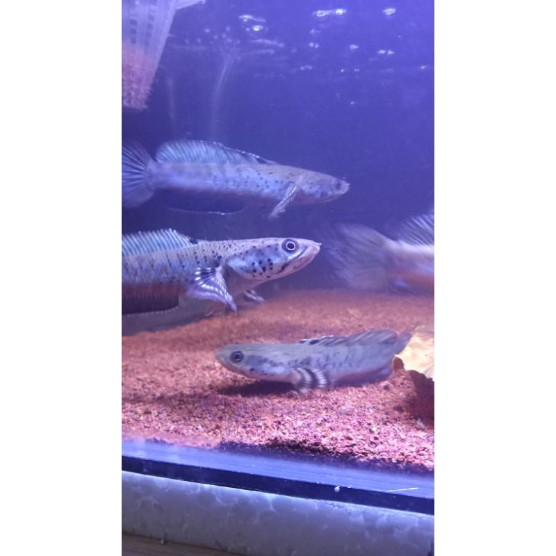 chana blue pulcra 9-10cm