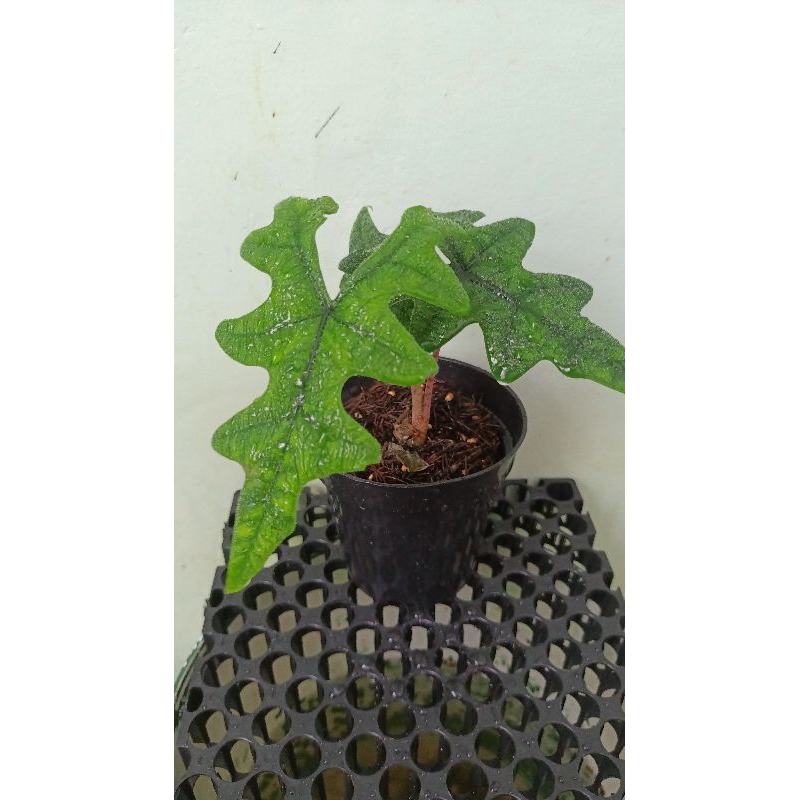 Alocasia Jacklyn