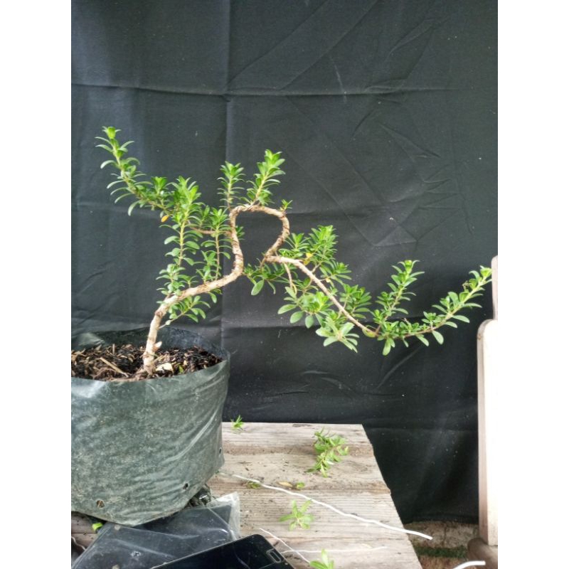 bahan santigi karang/mawar mikro/mawar super/daun bulat