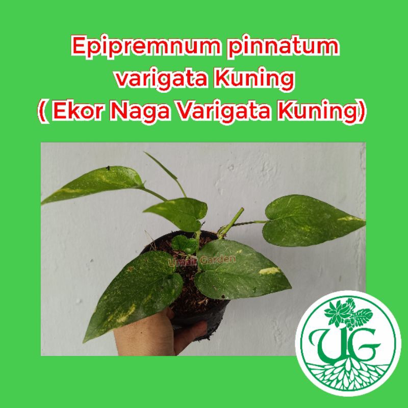 Epipremnum varigata Kuning (Epipremnum Pinnatum Varigata Kuning )