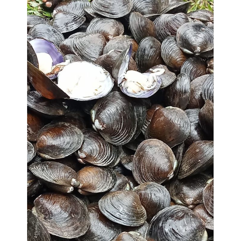 

Lokanesia Kerang Lokan Segar Bisa di goreng dan disambal dari Pesisir Selatan Padang Minang