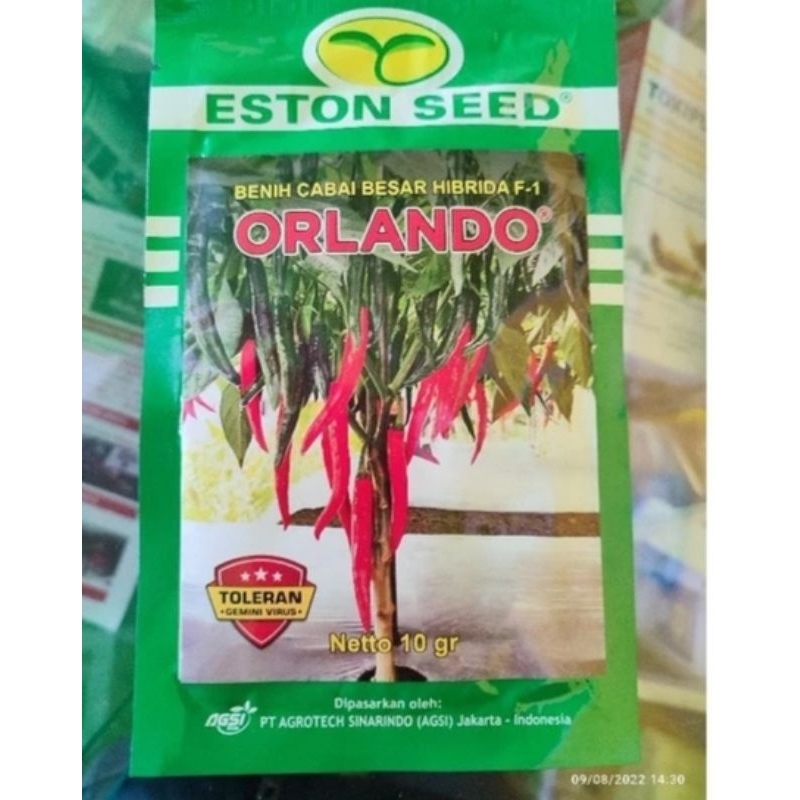 benih cabe besar unggul hibrida F1 ORLANDO isi 10 gr