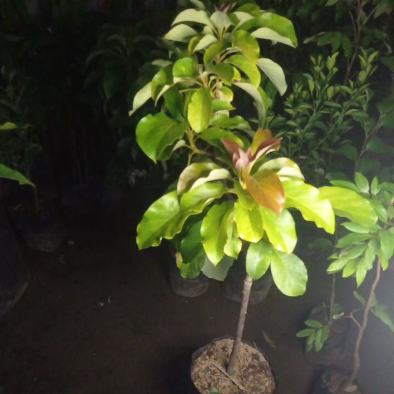 BIBIT ALPUKAT YELLOW VIETNAM