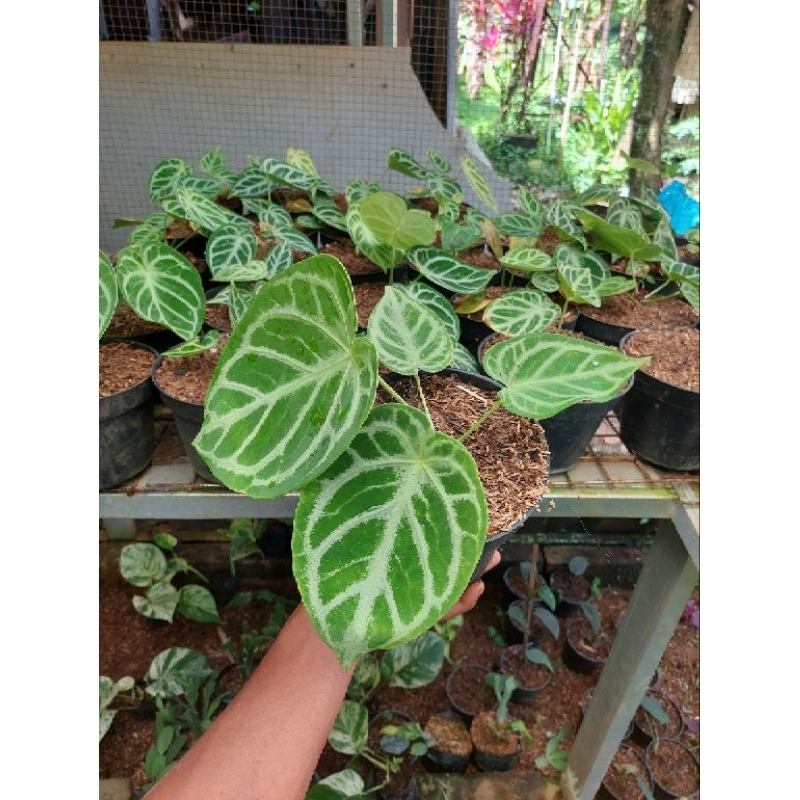 tanaman hias dorayaki - anthurium dorayaki - murah berkualitas