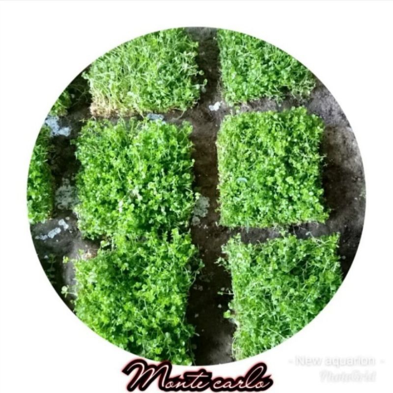 tanaman aquascape karpet monte carlo